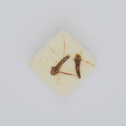 Burnt Orange & Clove Wax Melt Sample